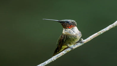 10 Most Beautiful Hummingbirds In The World - We Love Hummingbirds