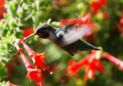 Creating a Hummingbird Garden: Plant Selection and Tips - We Love Hummingbirds