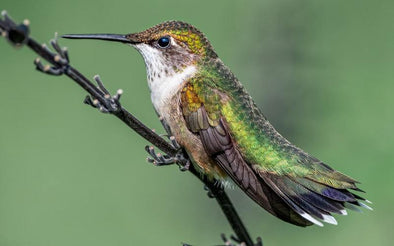 Ever Seen a Hummingbird Nest?  Now's Your Chance! - We Love Hummingbirds
