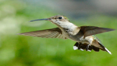 How Fast Can A Hummingbird Fly? - We Love Hummingbirds