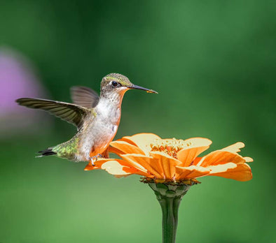 How Fast Do Hummingbirds Flap Their Wings? - We Love Hummingbirds