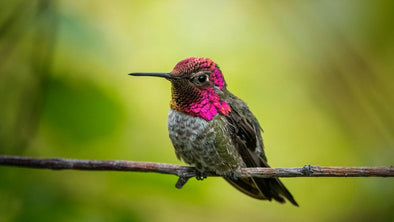 How Long Do Hummingbirds Live - We Love Hummingbirds