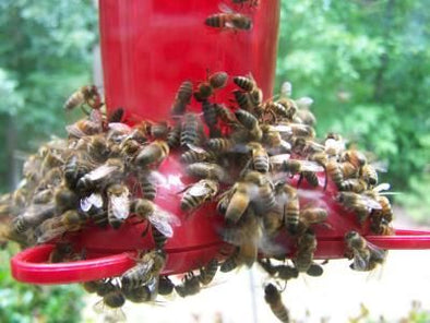 How To Keep Bees Away From Hummingbird Feeders - We Love Hummingbirds