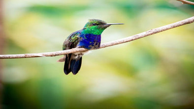 How to Tame Wild Hummingbirds - We Love Hummingbirds