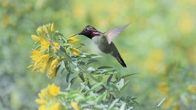 Hummingbird Babies - Birth to Fledging the Nest - We Love Hummingbirds