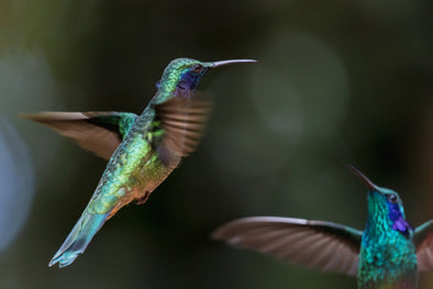 Hummingbird Courtship Rituals: A Glimpse into the World of Avian Romance - We Love Hummingbirds