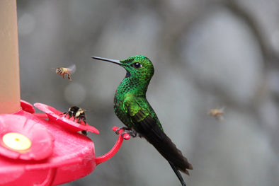 Hummingbird Nectar Recipes: Attracting and Nourishing Your Winged Guests - We Love Hummingbirds