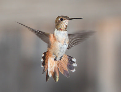 Hummingbirds: Exploring the Diversity of these Tiny Wonders - We Love Hummingbirds