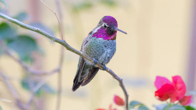 Make Your Own Hummingbird Nectar Quickly - We Love Hummingbirds