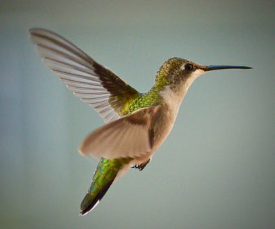 The Science Behind Hummingbird Hovering: How Do They Stay So Still? - We Love Hummingbirds