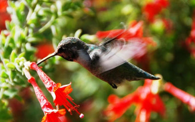 The ULTIMATE Guide for How to Attract Hummingbirds into your Backyard - We Love Hummingbirds