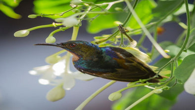 Tips on How to Get 1,000s of Hummingbirds - We Love Hummingbirds