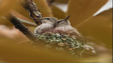 Types of Hummingbirds - We Love Hummingbirds
