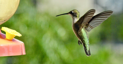 Unraveling the Mystery of Hummingbird Migration Patterns - We Love Hummingbirds