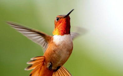 Watch a Hummingbird Fly Slowly Here! - We Love Hummingbirds