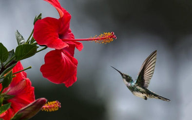 Ways to Attract Hummingbirds - We Love Hummingbirds