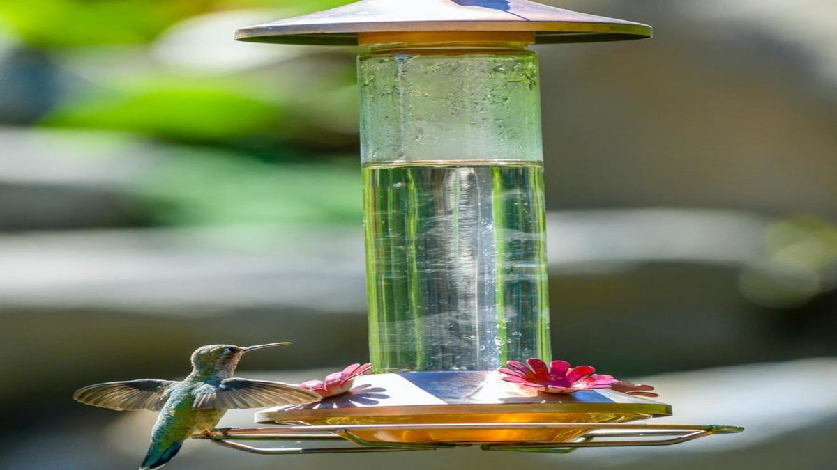 When To Put Out Hummingbird Feeders We Love Hummingbirds