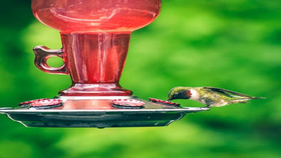 When To Take Down Hummingbird Feeders - We Love Hummingbirds