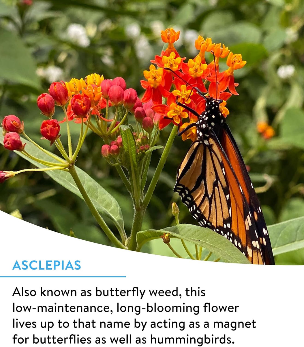 burpee hummingbird and butterfly mix wildflower seeds Hummingbirds and Butterflies Wildflower Seeds Bulk Bag – We Love Hummingbirds