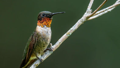 12 Most Interesting Facts about Hummingbirds - We Love Hummingbirds
