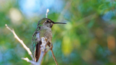 Allen's Hummingbird Babies from Hatching to Fledging the Nest - We Love Hummingbirds
