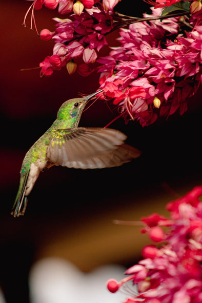 Beyond Nectar: The Surprising and Varied Diet of Hummingbirds - We Love Hummingbirds