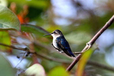 Conservation Concerns: Protecting Hummingbird Habitats for Future Generations - We Love Hummingbirds