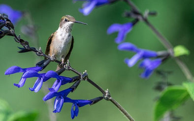 Curious What the Smallest Hummingbird is?  Find Out Here! - We Love Hummingbirds