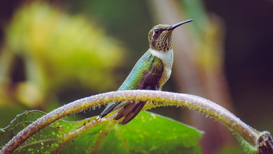 How Long Do Hummingbirds Live? - We Love Hummingbirds