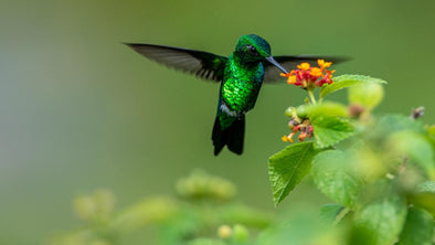 How To Attract Hummingbirds: 38 Simple Tips - We Love Hummingbirds