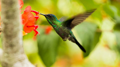 How To Attract Hummingbirds - We Love Hummingbirds