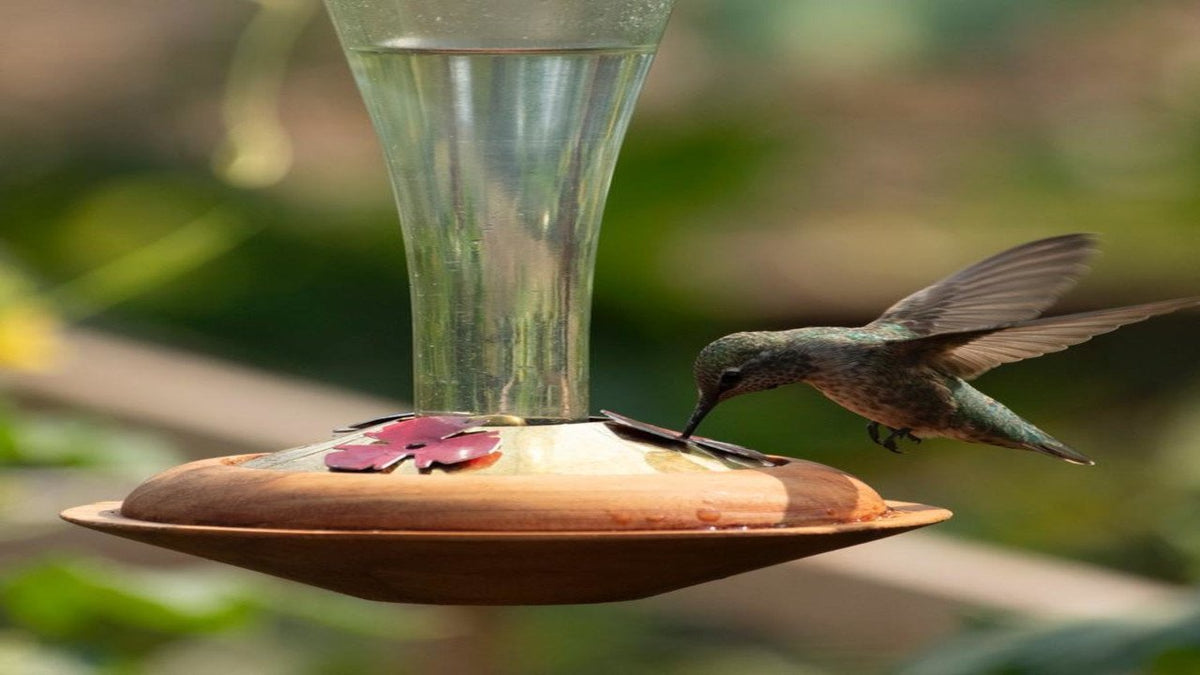 How To Clean Hummingbird Feeder We Love Hummingbirds