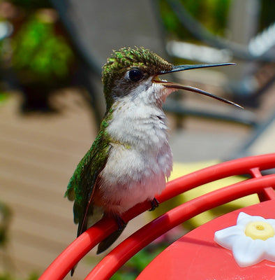 How To Keep Ants Out Of Hummingbird Feeders - We Love Hummingbirds