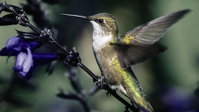How to Make Your Own Hummingbird Nectar - We Love Hummingbirds
