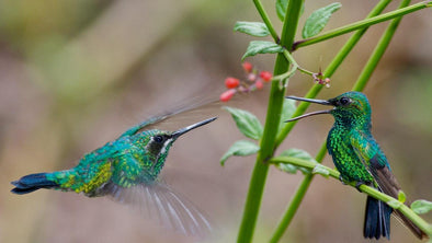 Hummingbird DIY Solar Powered Water Fountain - We Love Hummingbirds
