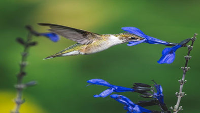 Hummingbirds in Brazil - We Love Hummingbirds