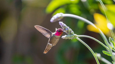 Hummingbirds: Migration Pattern - We Love Hummingbirds