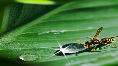 Keep Wasps Away From Hummingbird Feeder - We Love Hummingbirds