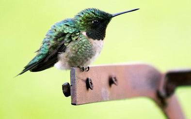 Like Watching Hummingbird Babies?  Watch This Video! - We Love Hummingbirds