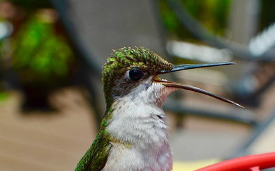 Looking to Start a Hummingbird Garden?  Start Here! - We Love Hummingbirds