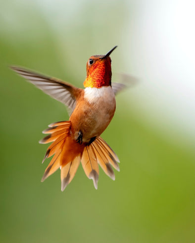 Photographing Hummingbirds: Techniques for Capturing Their Ephemeral Beauty - We Love Hummingbirds