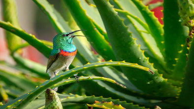 Super Easy DIY Hummingbird Bird Bath - We Love Hummingbirds