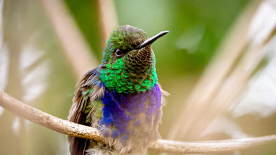 THE 2021 Guide to Hummingbird Migration - We Love Hummingbirds