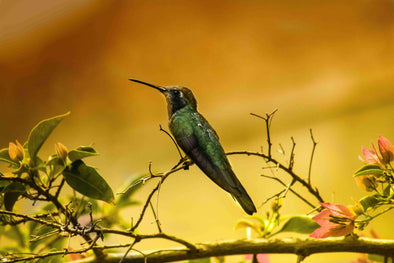 The Hummingbird's Guide to Survival: Adapting to Changing Environments - We Love Hummingbirds
