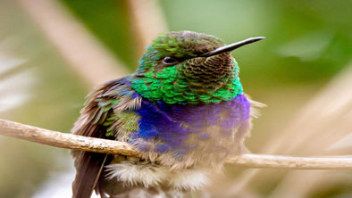 The Surprising Secrets of Hummingbird Flight - We Love Hummingbirds