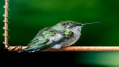 Tips & Tricks to Attract Hummingbirds and Clean Feeders - We Love Hummingbirds