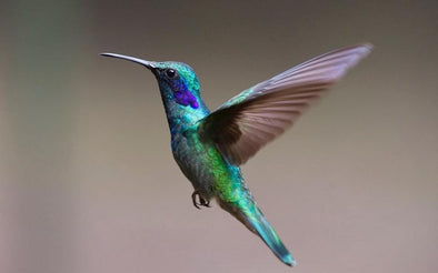 Video of a Rescued Baby Hummingbird - We Love Hummingbirds