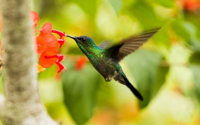 Want to See a Hummingbird Being Born?  Watch This Video! - We Love Hummingbirds