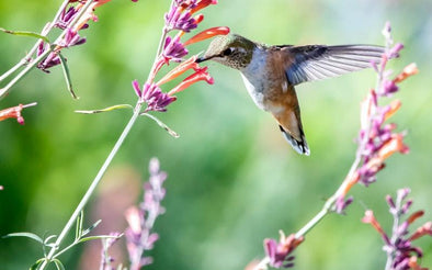 Watch These Behind the Scenes from PBS' Hummingbirds! - We Love Hummingbirds