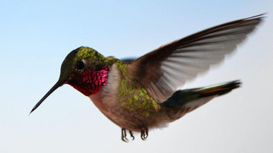 What Do Hummingbirds Eat? - We Love Hummingbirds